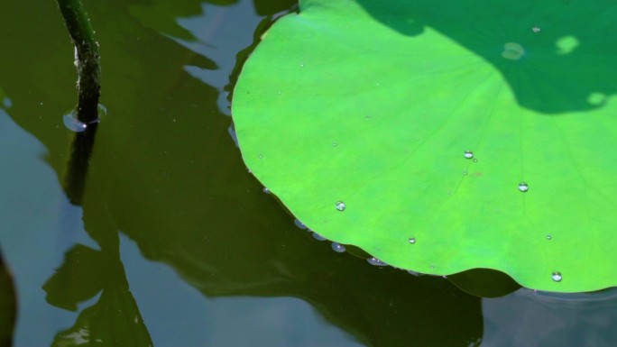 池塘荷花荷叶水滴水珠唯美