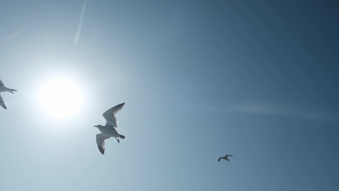 海鸥迎着太阳飞翔