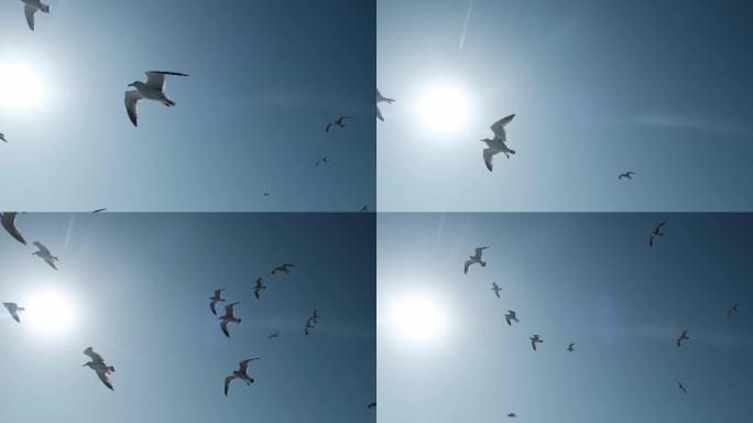海鸥迎着太阳飞翔