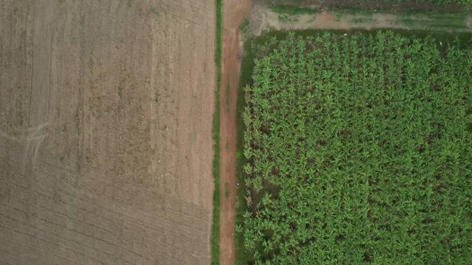 俯瞰玉米农场和农田之间的乡村道路