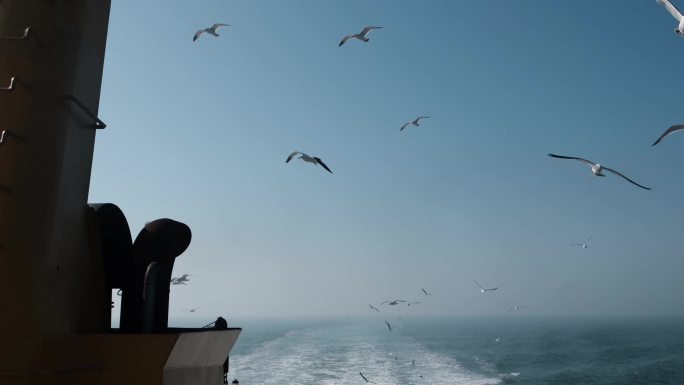 海鸥跟随轮船飞翔