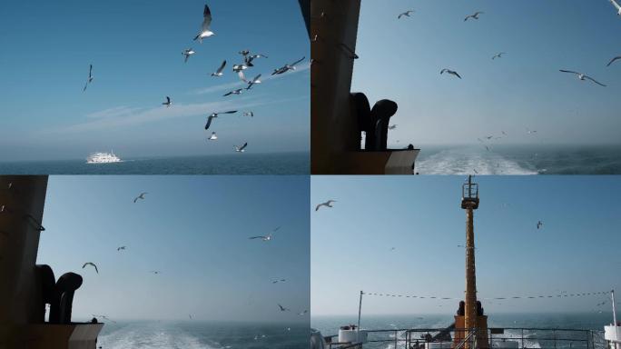 海鸥跟随轮船飞翔