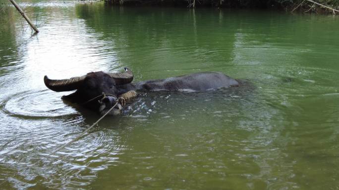 夏天河里的水牛