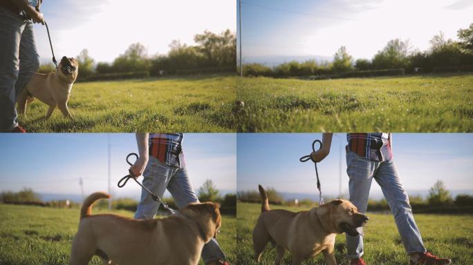 男子在草地遛狗郊游游玩休闲漫步小狗草坪