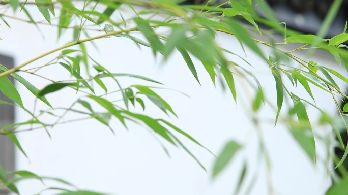 江南雨季园林庭院竹叶和雨珠特写