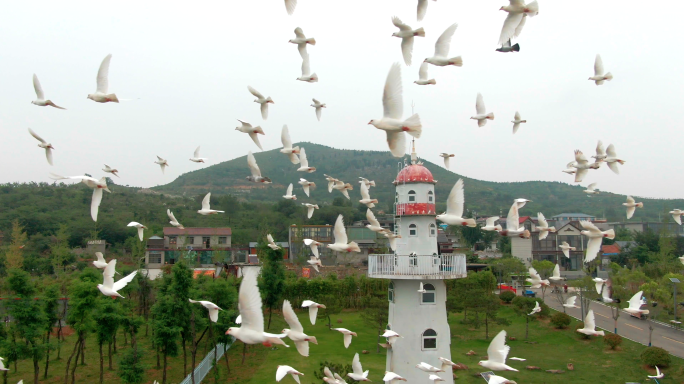 4k一群鸽子绕着白塔飞翔-飞翔的白鸽