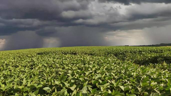 夏季风暴将席卷一个大型大豆种植园
