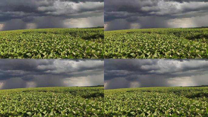 夏季风暴将席卷一个大型大豆种植园
