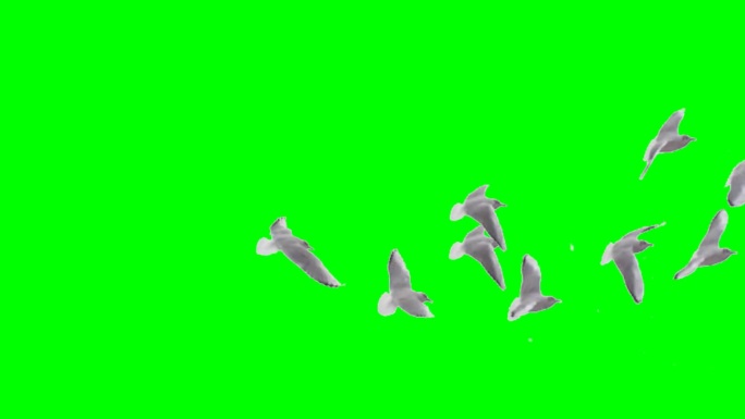 白色鸽子海鸥鸟群飞过屏幕绿幕视频素材