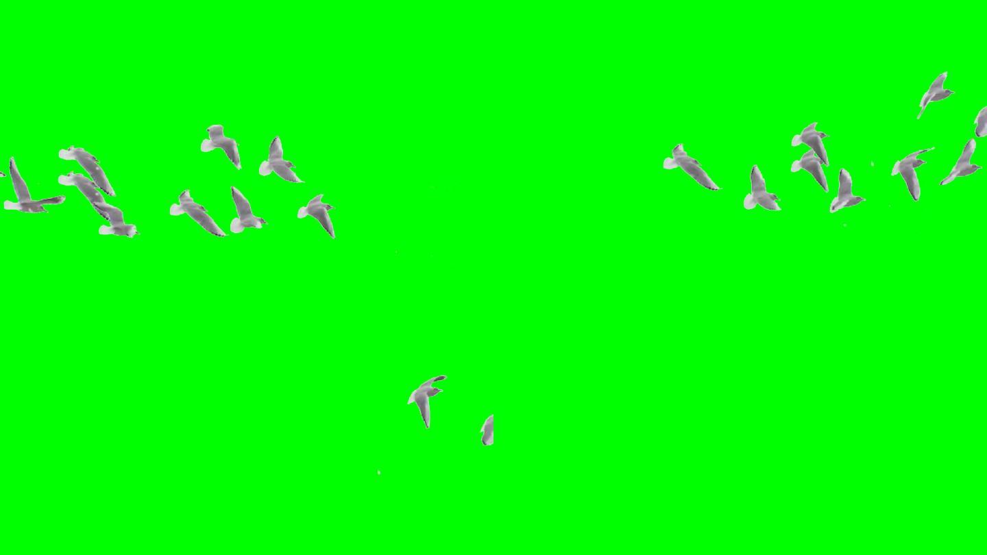 白色鸽子海鸥鸟群飞过屏幕绿幕视频素材