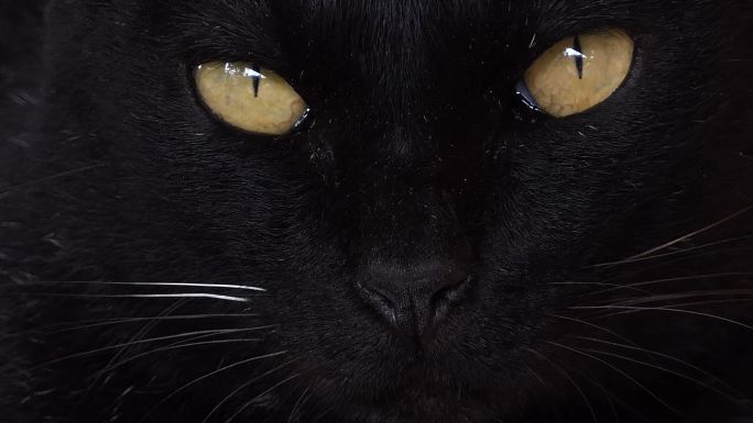 黑猫恐怖的猫眼神眼睛特写对望看镜头纯黑色