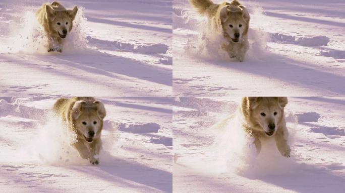 金毛犬在雪地里玩耍