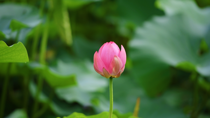 夏至荷花盛开