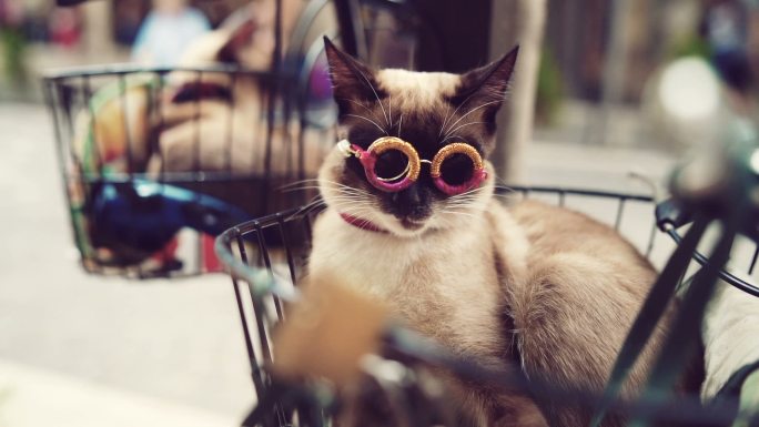 戴着酷眼镜的现代猫