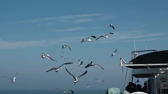 实拍海鸥海鸟飞鸟跟随轮船飞翔飞行翱翔大海
