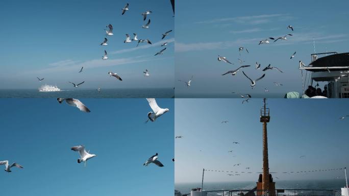 实拍海鸥海鸟飞鸟跟随轮船飞翔飞行翱翔大海