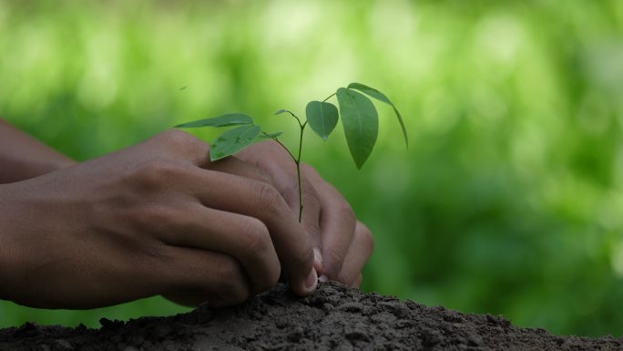 把树种在土里栽种树苗大自然苗木移栽
