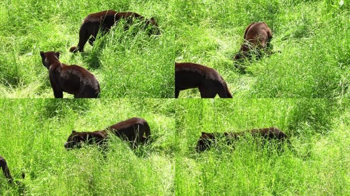 黑豹在草地上玩耍