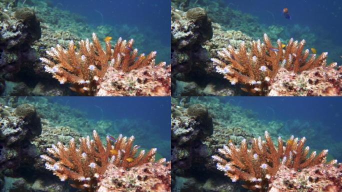 漂白珊瑚礁上生长的新鹿角珊瑚