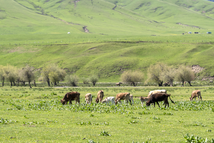 牛牧牛牧业牧场草坪草原