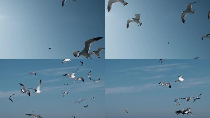 海鸥海鸟飞鸟大海海面展翅迎风飞翔飞行翱翔