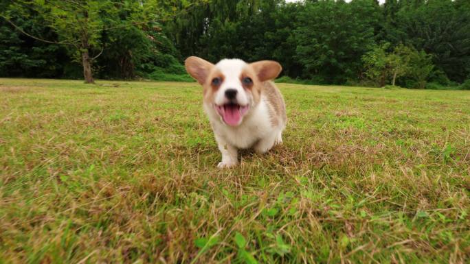 一只可爱的威尔士柯基犬在草地上奔跑