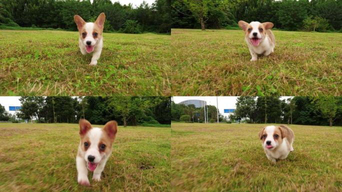 一只可爱的威尔士柯基犬在草地上奔跑