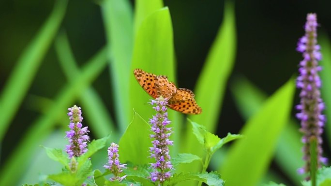 高清蜜蜂和蝴蝶一起采花视频素材