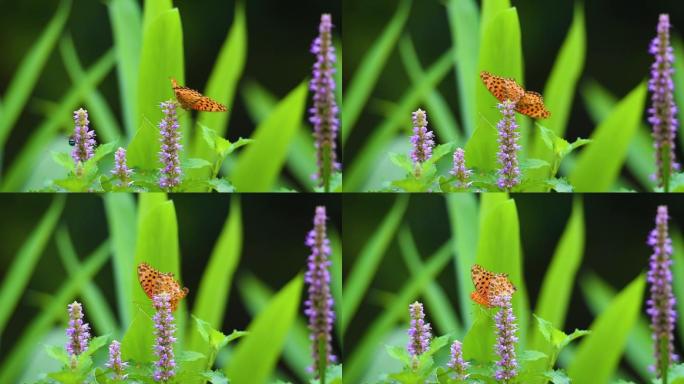 高清蜜蜂和蝴蝶一起采花视频素材