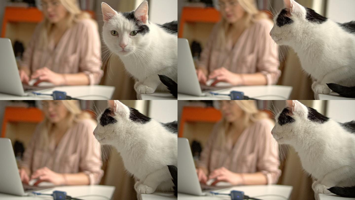 早餐咖啡，笔记本电脑和猫。
