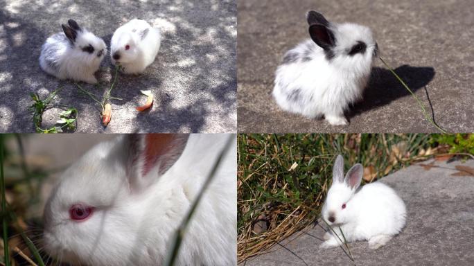4k--兔子-可爱宠物兔