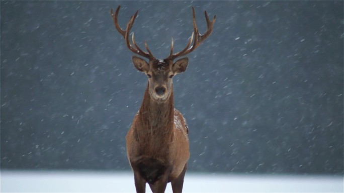 雪中的鹿雪中麋鹿鹿角麋鹿保护区保护稀缺动
