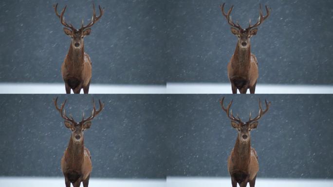 雪中的鹿雪中麋鹿鹿角麋鹿保护区保护稀缺动