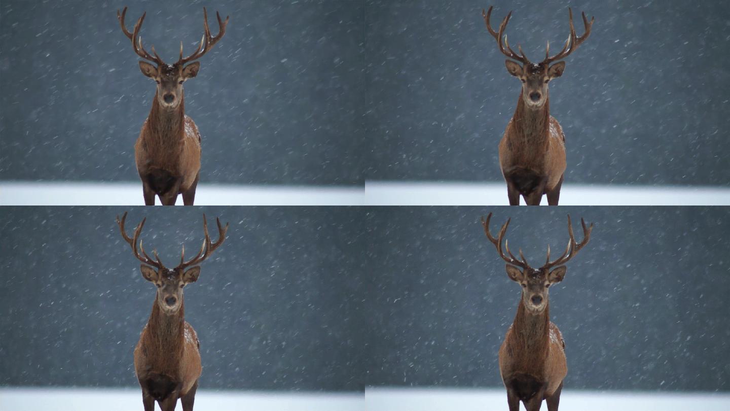 雪中的鹿雪中麋鹿鹿角麋鹿保护区保护稀缺动
