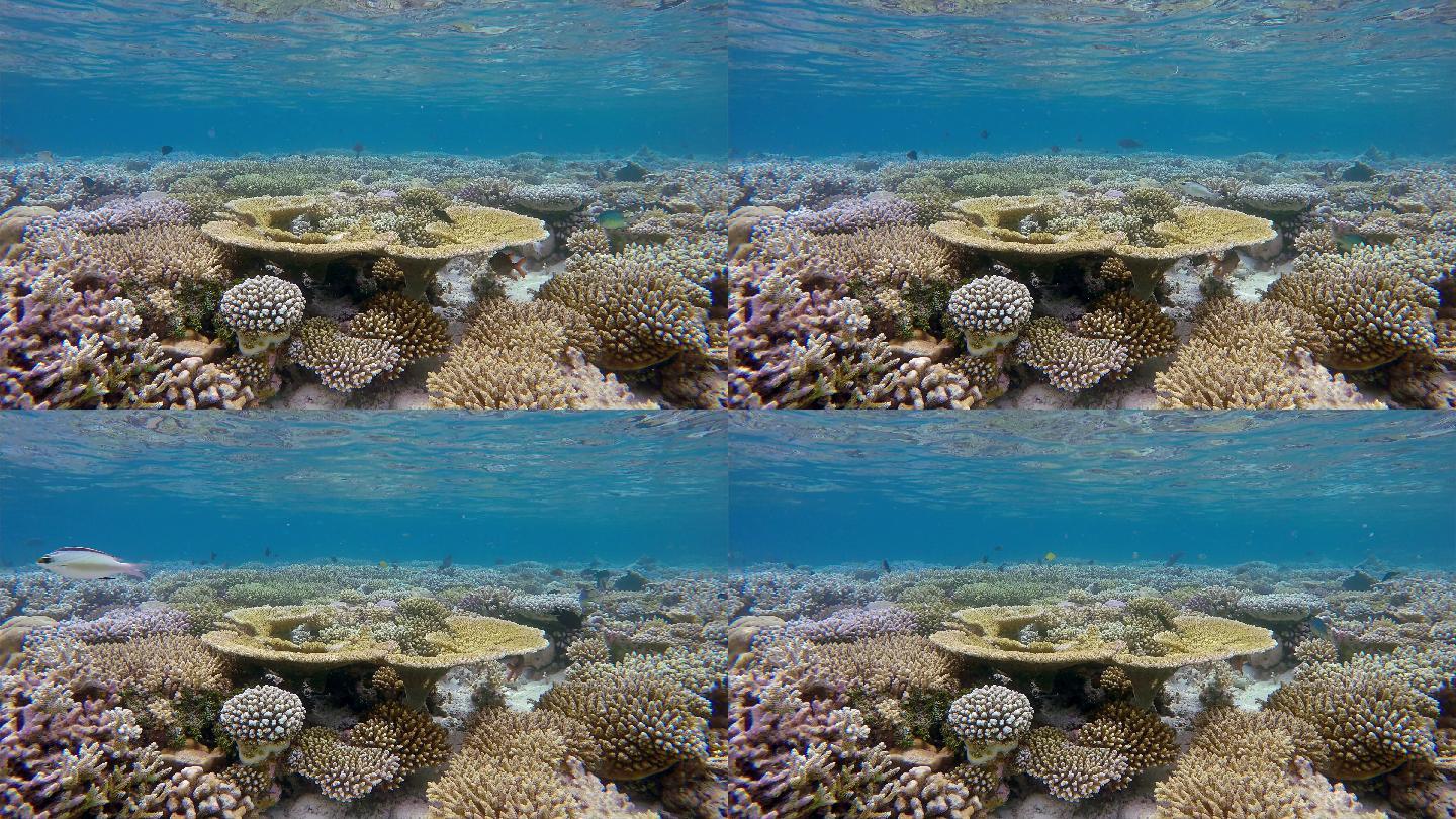 热带珊瑚礁珊瑚鱼类水产品