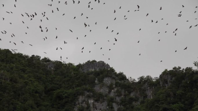 蝙蝠在山上飞过。