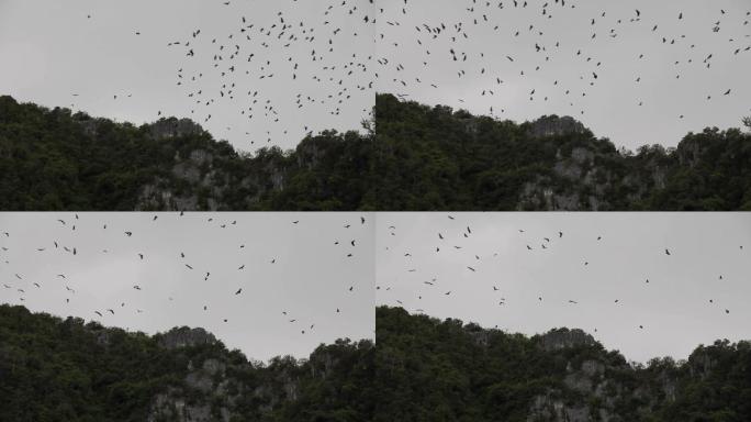 蝙蝠在山上飞过。