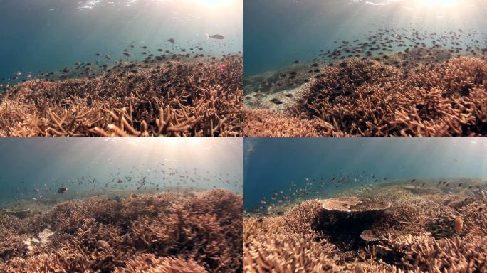珊瑚鱼群海鱼海下世界海水潜水下潜潜泳射光