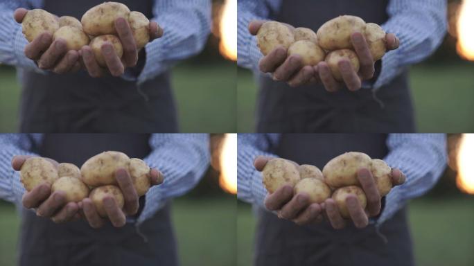 农民手里拿着一种马铃薯
