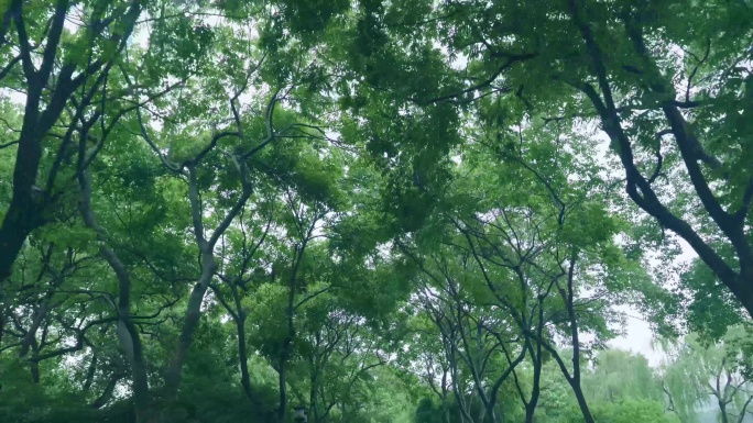 后退视角的树荫