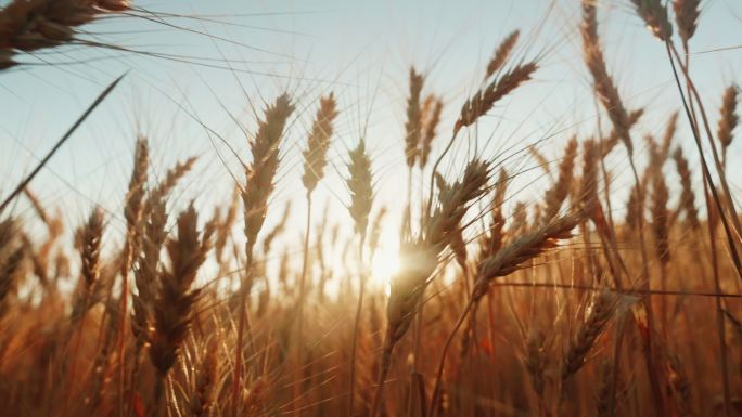 微风吹动成熟的小麦。夕阳照耀着麦田