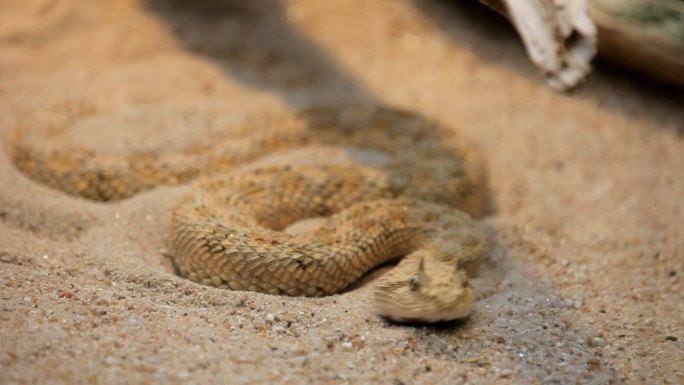 沙蝰蛇