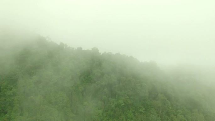 雾山森林