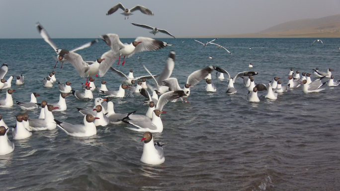 青海湖的候鸟海鸥（1）