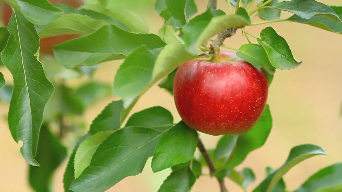 红苹果掉在地上。绿色健康的生活方式