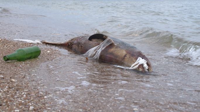 在海边死去的小海豚