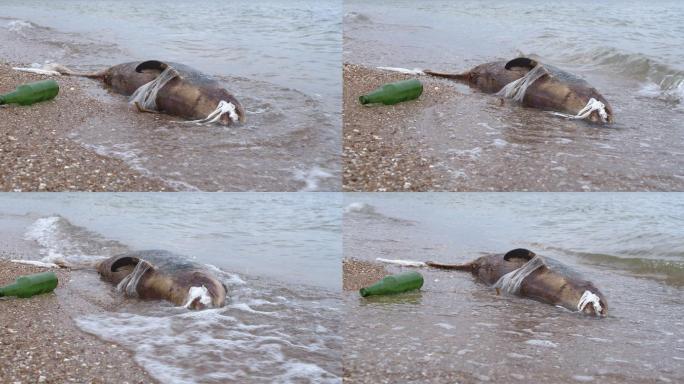 在海边死去的小海豚