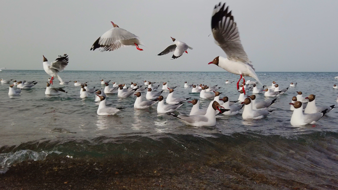青海湖的候鸟海鸥（2）