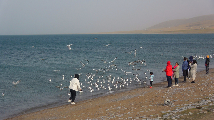 青海湖的候鸟海鸥（2）