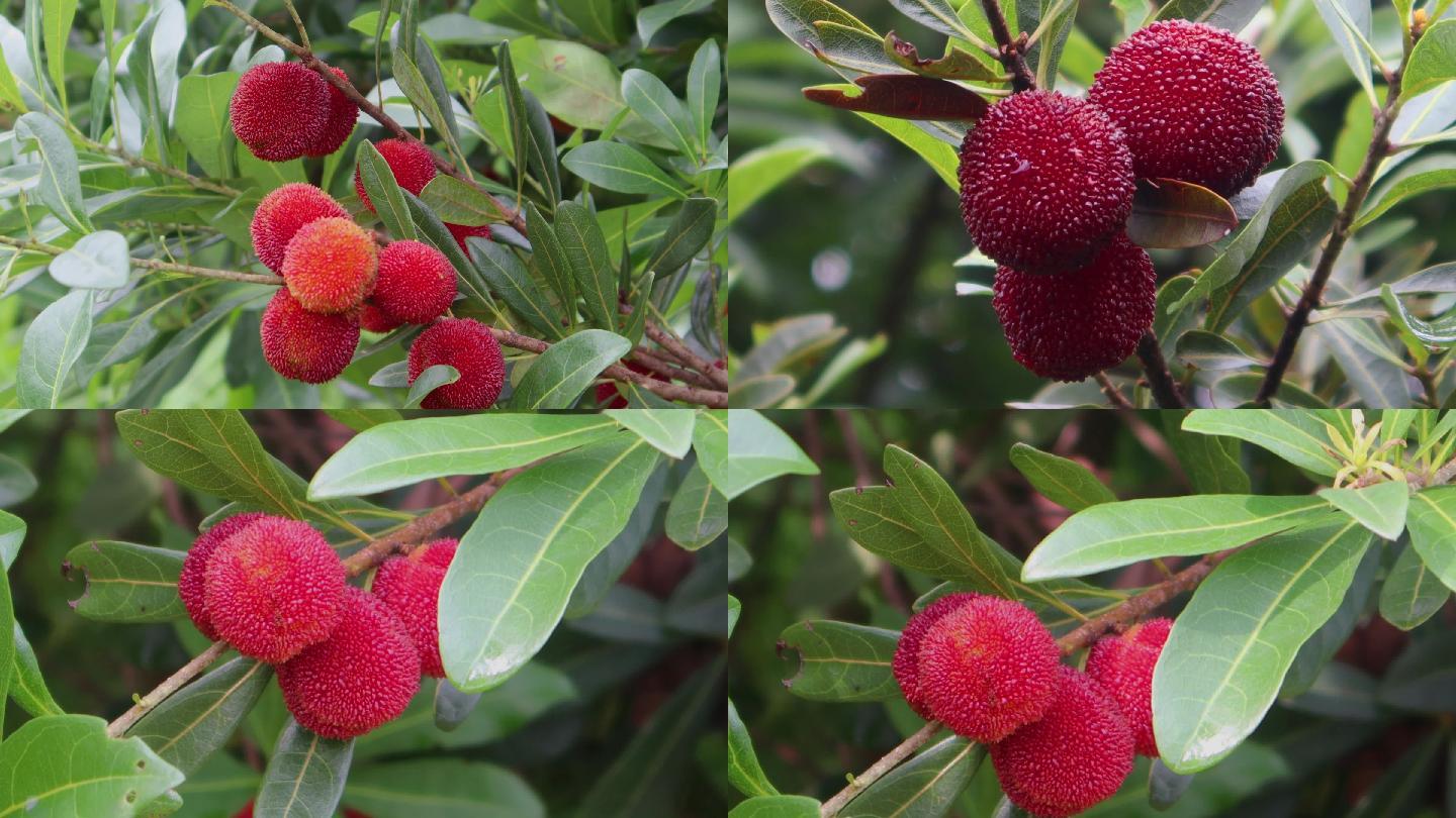 六月水果果园红色杨梅乌梅实拍视频